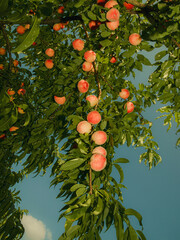 Summer peaches on the tree