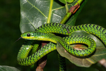 Close-up of a beautiful but highly venomous adult male boomslang (Dispholidus typus), also known as...
