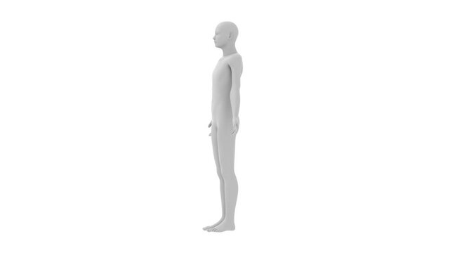 human body, transparent skeleton model, 3d rendered animation, alpha channel available