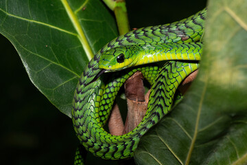 Close-up of a beautiful but highly venomous adult male boomslang (Dispholidus typus), also known as...