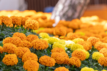 A flower bed filled with orange and yellow African marigolds. warm sunshine - Tagetes erecta, Aztec marigold, Mexican marigold, big marigold