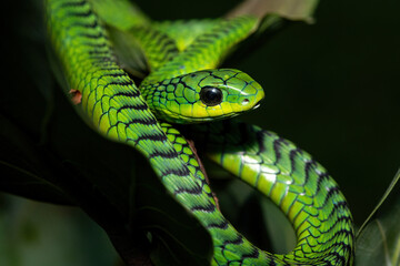 Fototapeta premium Close-up of a beautiful but highly venomous adult male boomslang (Dispholidus typus), also known as a tree snake or African tree snake, in a small tree in KwaZulu-Natal, South Africa