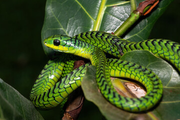 Obraz premium Close-up of a beautiful but highly venomous adult male boomslang (Dispholidus typus), also known as a tree snake or African tree snake, in a small tree in KwaZulu-Natal, South Africa