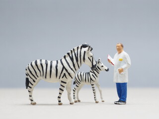 Mini toy of action figure at outdoor with blurred background. Miniature photography concept design. Minifigure of zebra animal character and vet doctor. Medical, healthcare and conservation concept.