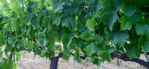 Lush green grapevines growing in rows at a vineyard during summer, with young grape clusters and...