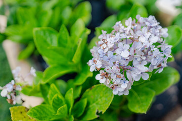 Hydrangea flower with green leaves in natural light, symbolizing growth and hope, inspiring thoughts about t cell research and cancer treatment progress in nature calm setting
