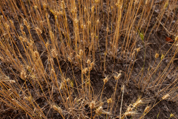 Fototapeta premium A close-up, high-angle view of ripe golden wheat stalks with their heads visible, growing from dry, dark soil. Captures the texture of the grain and the essence of harvest time