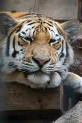 A sleepy tiger - close up shot