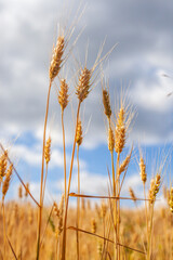 Close-up of ripe wheat ears on a field under a soft sky. Agricultural concept. Useful for illustrating grain production, rural economy, sustainable farming, and organic crop visuals.