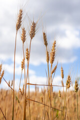 Golden wheat stalks stand tall in a sun-kissed field, showcasing ripened grains ready for harvest under a bright blue sky with soft clouds