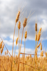 Golden wheat ears close-up under a partly cloudy sky, agricultural summer scene with ripe cereal...