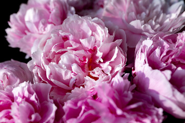 Fresh bunch of pink peonies and roses. Card Concept, pastel colors, close up image