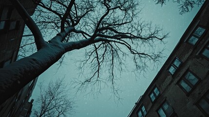 Low-angle view of a snow-covered tree between buildings under a twilight sky.  Stark branches contrast with the soft snowfall