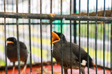 Two Javan Myna Birds Inside a Cage, One with Mouth Open, Exhibiting Captivity and Confinement