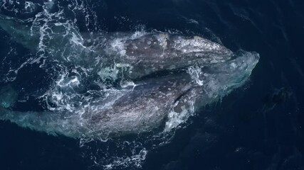 Aerial view of a pair of gray whales in the ocean.