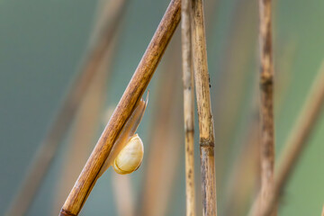 Small snail crawling on dry reed in Dubnany, Czechia