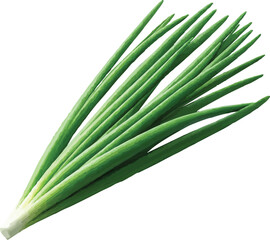 Realistic onion leaf