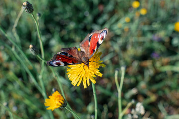 Peacock butterfly in a garden, aglais io, inachis io, nymphalidae, real life photo