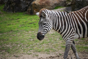 Close up shot of a zebra