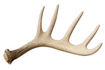 Obraz premium Close-up of a large whitetail deer antler showing its intricate structure and texture, isolated on a transparent background