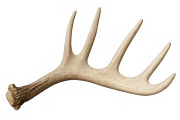 Close-up of a large whitetail deer antler showing its intricate structure and texture, isolated on a transparent background