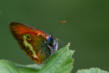 Beautiful butterfly on a leaf