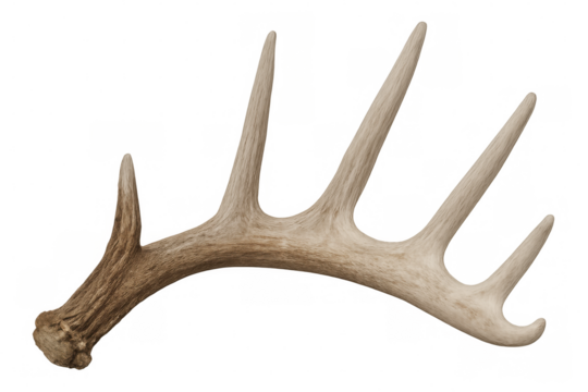 Large deer antler with multiple points isolated on transparent background, ideal for hunting and wildlife concepts