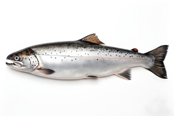 Atlantic Salmon: Identification, Habitat, and Key Facts