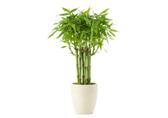 Elegant lucky bamboo plant in creamy white pot with lush green leaves Isolated on transparent background