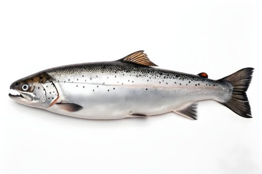 Atlantic Salmon: Identification, Habitat, and Key Facts
