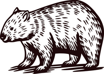 Fototapeta premium Hand drawn engraved wombat standing on ground vintage wildlife illustration with detailed fur lines