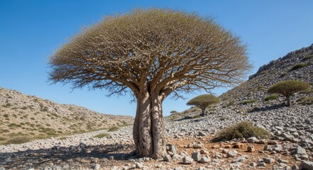Socotran Cucumber Tree: Swollen Trunk & Sparse Foliage