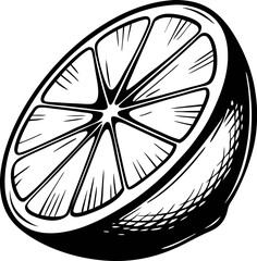 Hand drawn illustration of a lemon slice isolated on white background, detailed vintage citrus fruit sketch