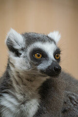 A close up shot of a lemur