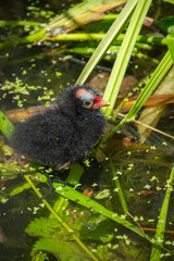 Common moorhen baby in a pond