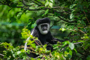 Mantled guereza - close up shot