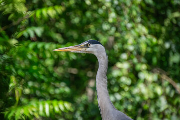 Grey heron with a green background