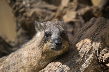 Rock hyrax - close up shot