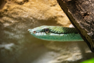 Philodryas baroni - Baron's green racer - close up shot