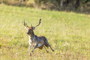 Fallow deer running in a meadow in Slovakia