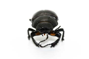 Hirschkäfer Lucanus cervus weiblich freigestellt weißer Hintergrund