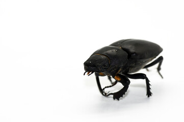 Hirschkäfer Lucanus cervus weiblich freigestellt weißer Hintergrund