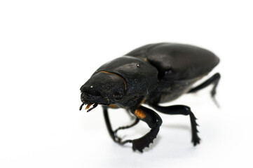 Hirschkäfer Lucanus cervus weiblich freigestellt weißer Hintergrund