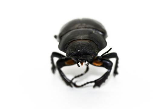Hirschk&auml;fer Lucanus cervus weiblich freigestellt wei&szlig;er Hintergrund