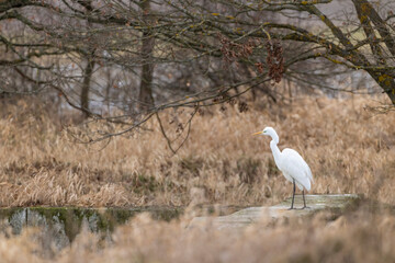 Great egret standing on a concrete block in Strycice, Czechia
