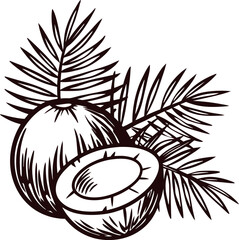 Hand drawn coconut fruit with palm leaves illustration isolated on white background in vintage engraved