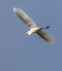 Great egret soaring through clear blue sky with wide open wings