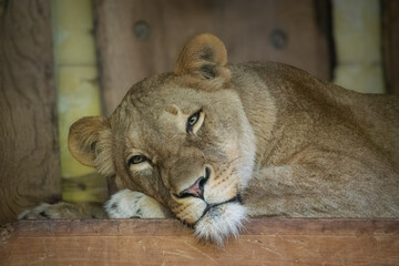 Close up shot of a lioness