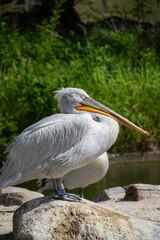 White pelican in nature - close up shot