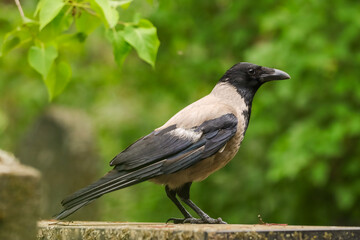 Hooded crows (Corvus cornix) thrive in city parks. This crow rests on an old gravestone in...